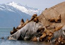 Photo of Seals at Glacier Point